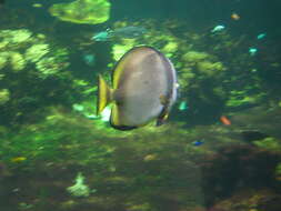 Image of Longfin batfish