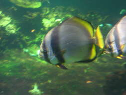 Image of Longfin batfish