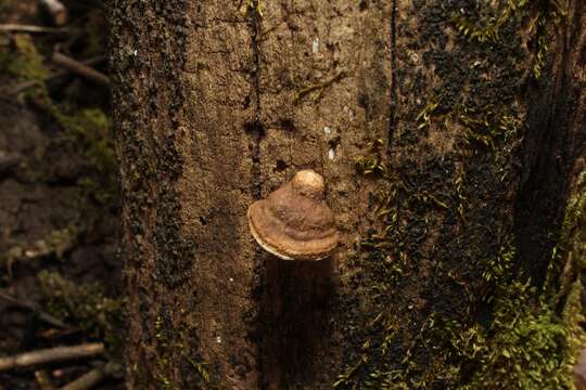 Image of Perenniporia ohiensis (Berk.) Ryvarden 1972