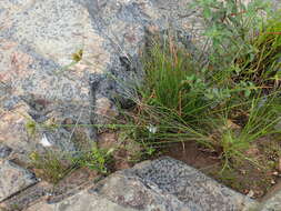 Image of manyspike flatsedge