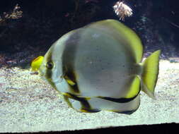 Image of Longfin batfish