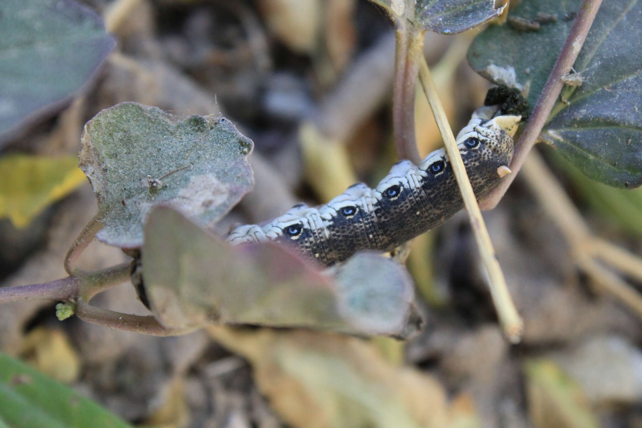 Image of Terloo Sphinx