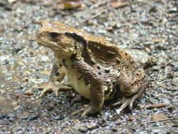 Image of Japanese Stream Toad