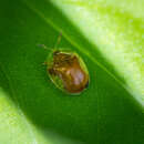 Image of tortoise beetle sp.