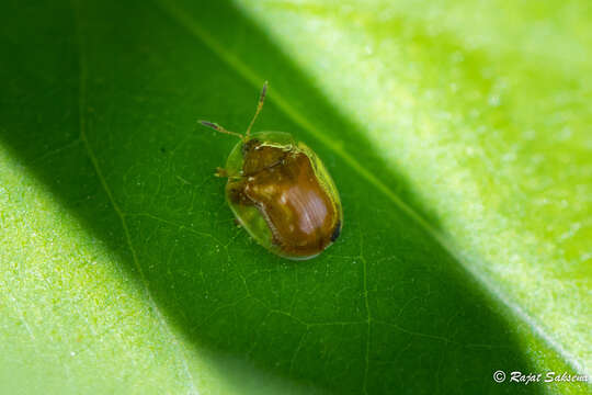 Image of tortoise beetle sp.