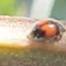 Image of Minute two-spotted ladybird beetle