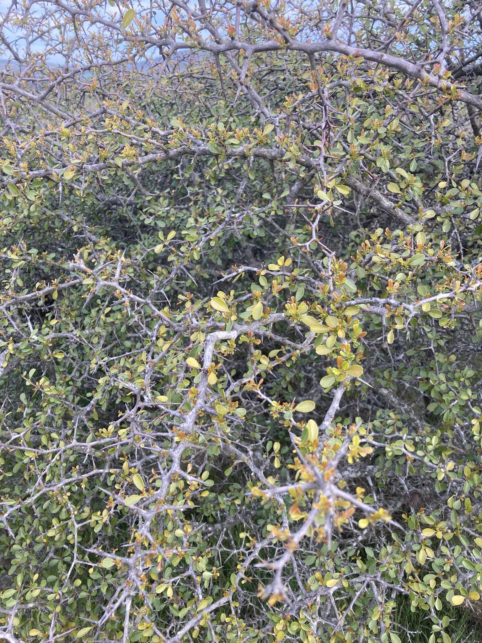 Image of Condalia buxifolia Reiss.