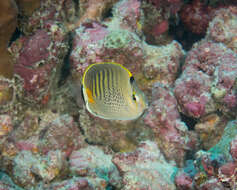 Image of Dot and dash Butterflyfish