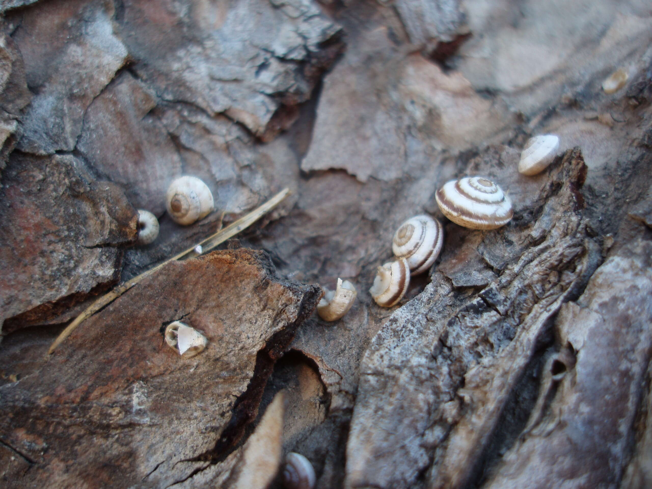 Image of Maritime gardensnail