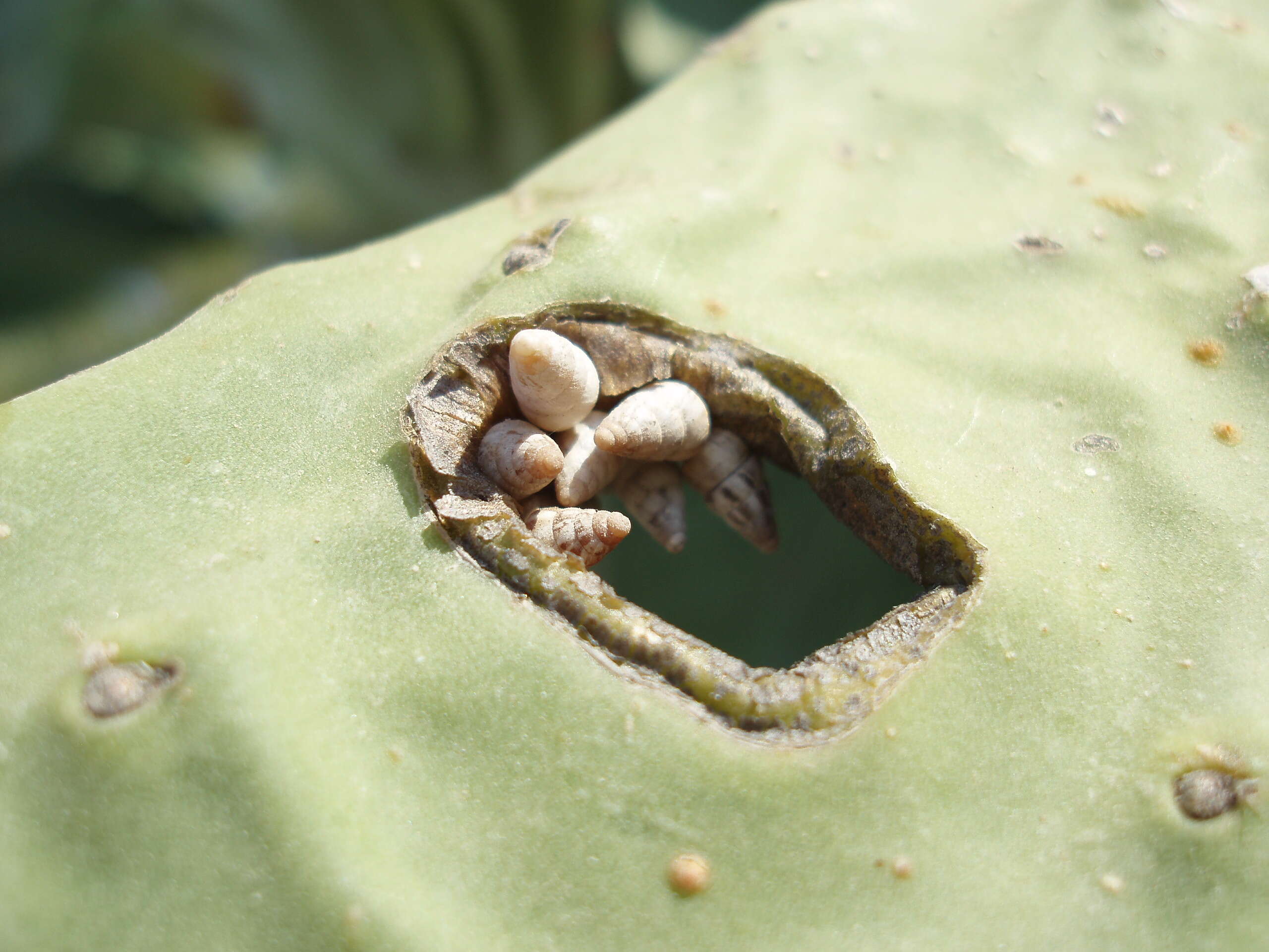 Image of Pointed snail