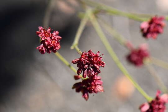 Image of Chisos Mountain buckwheat