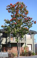 Image of Red silky oak