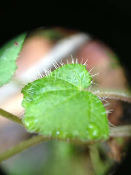 Image of Tiarella stolonifera G. L. Nesom