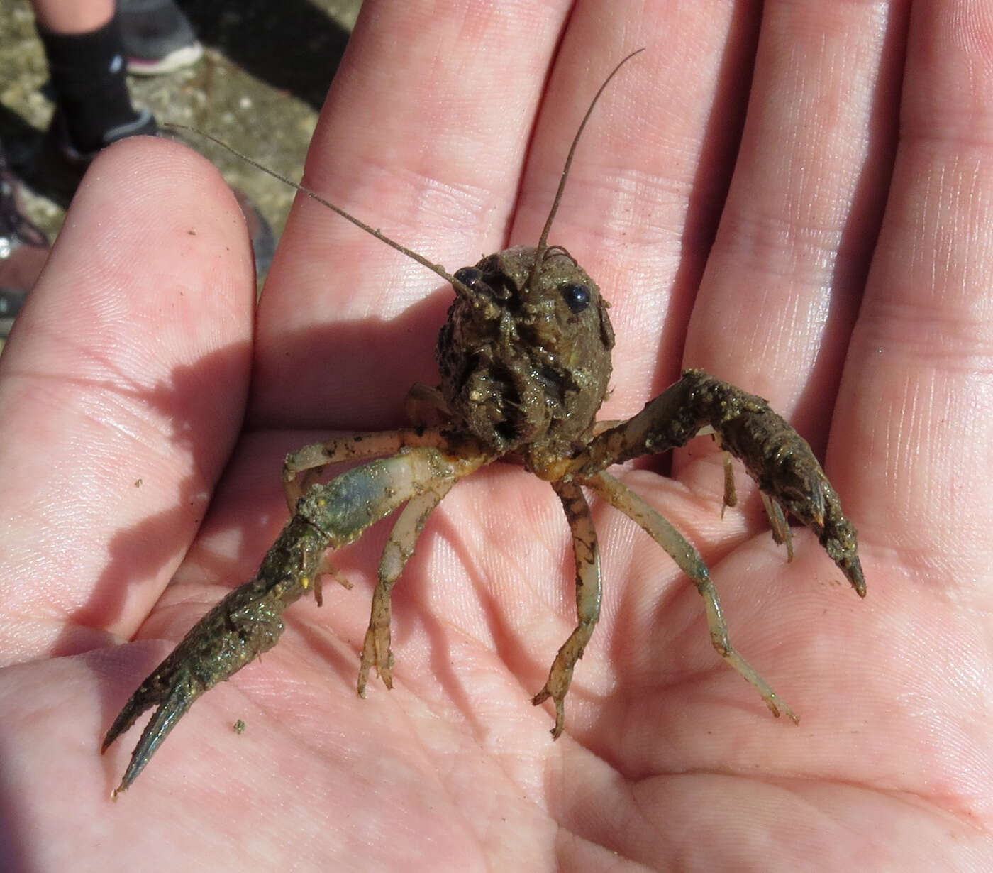 Image of Florida Crayfish