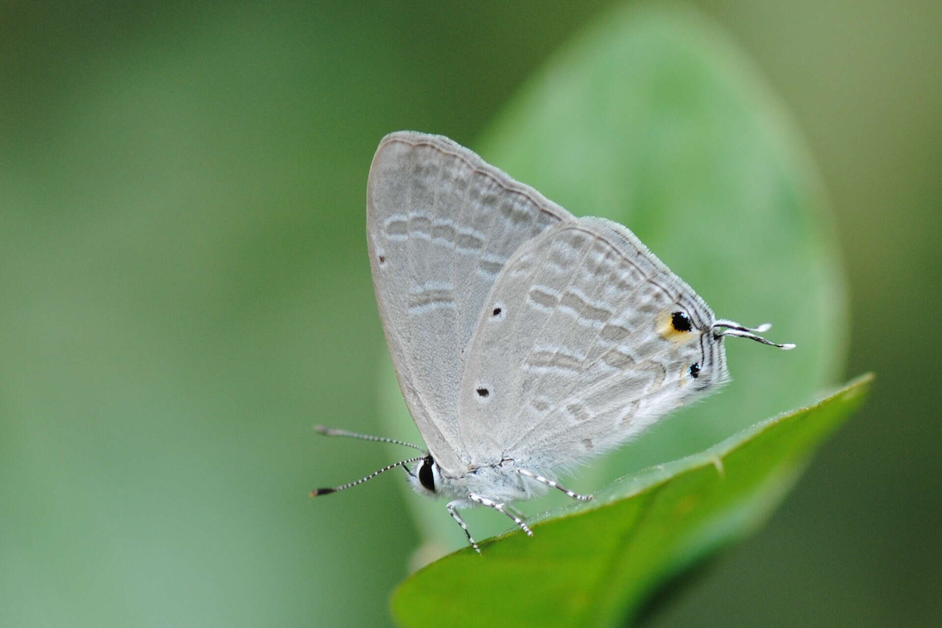 Imagem de Catochrysops