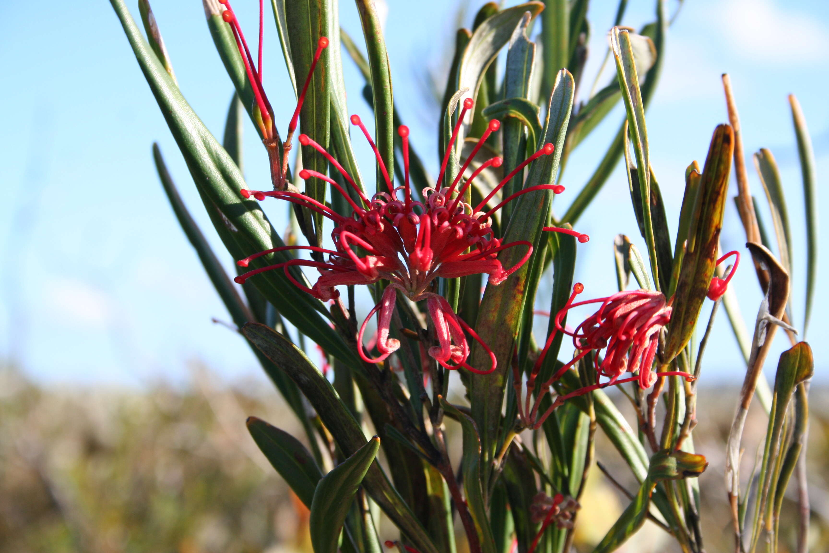 Imagem de Grevillea oleoides Sieber ex Schult.