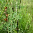 Image of Billburttia capensoides Sales & Hedge