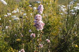 Image of Pink Swamp Heath