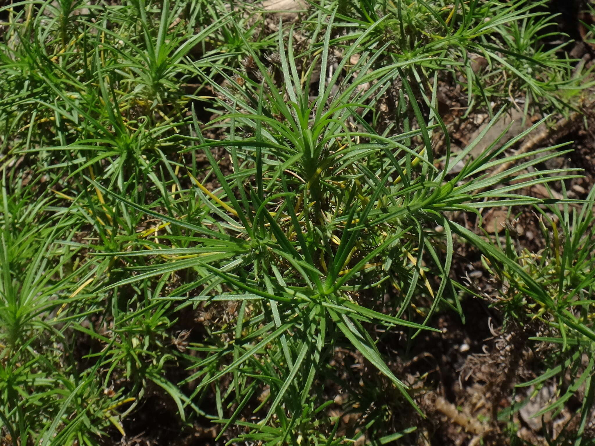 Plantago arborescens Poir. resmi