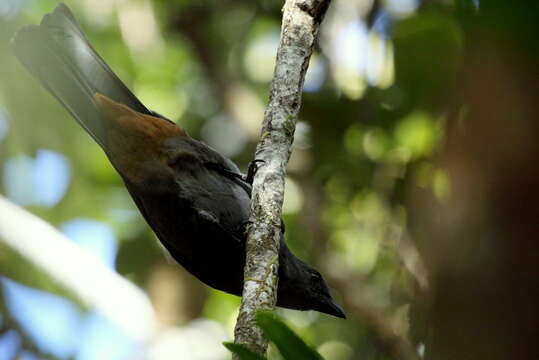 Image of New Caledonian Cuckooshrike