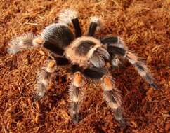 Image of Mexican Red Knee Tarantula