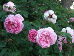 Image of alpine rose