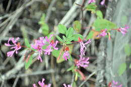 Image of red ribbons