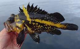 Image of China rockfish