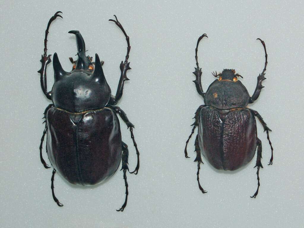 Megasoma actaeon (Linnaeus 1758) resmi