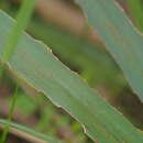 Image de Dianella tasmanica Hook. fil.