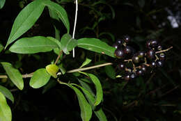 Image of European privet