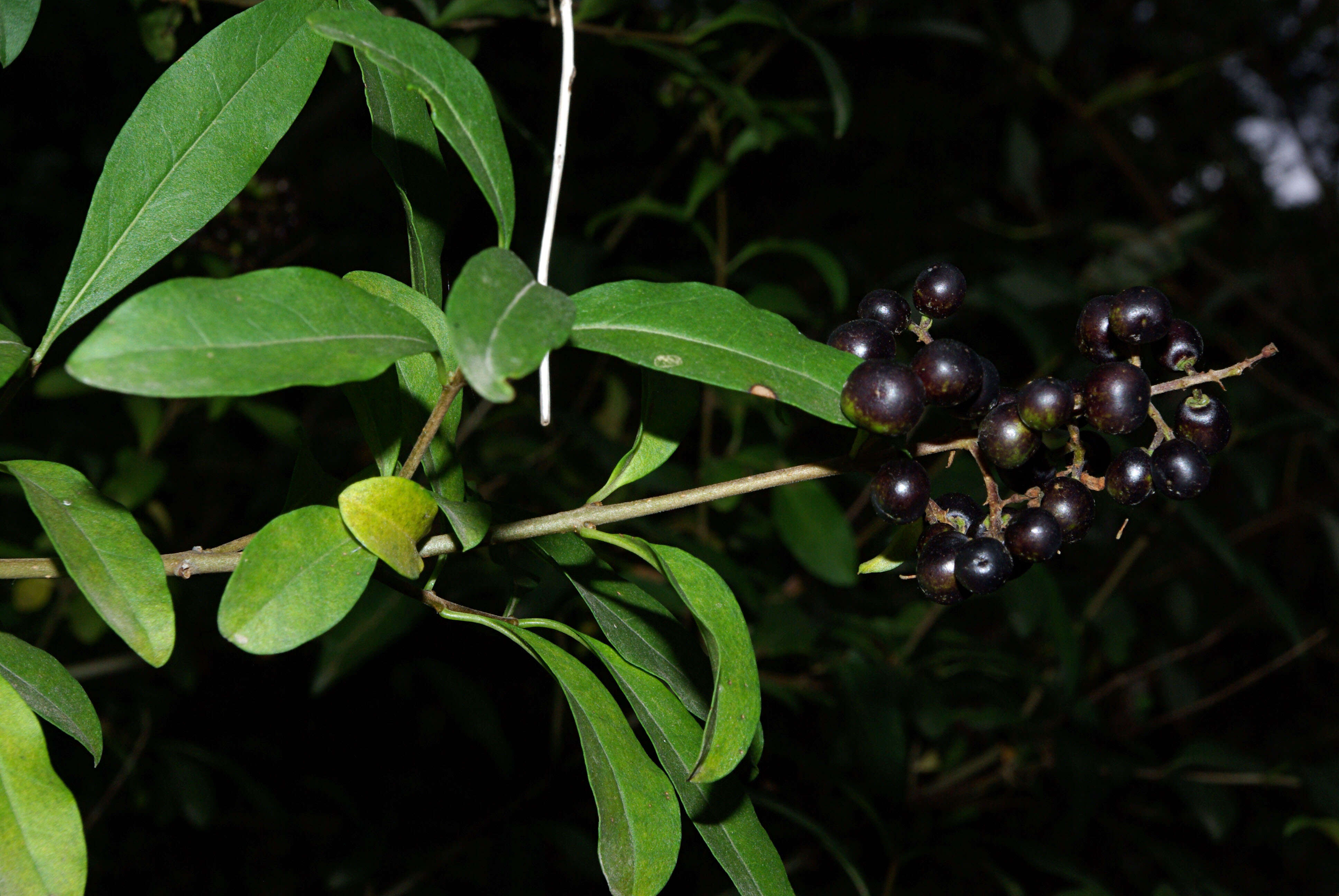 Image of European privet