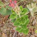 Image of Stachytarpheta longispicata (Pohl) S. Atkins