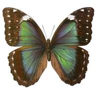 Imagem de Morpho menelaus Linnaeus 1758