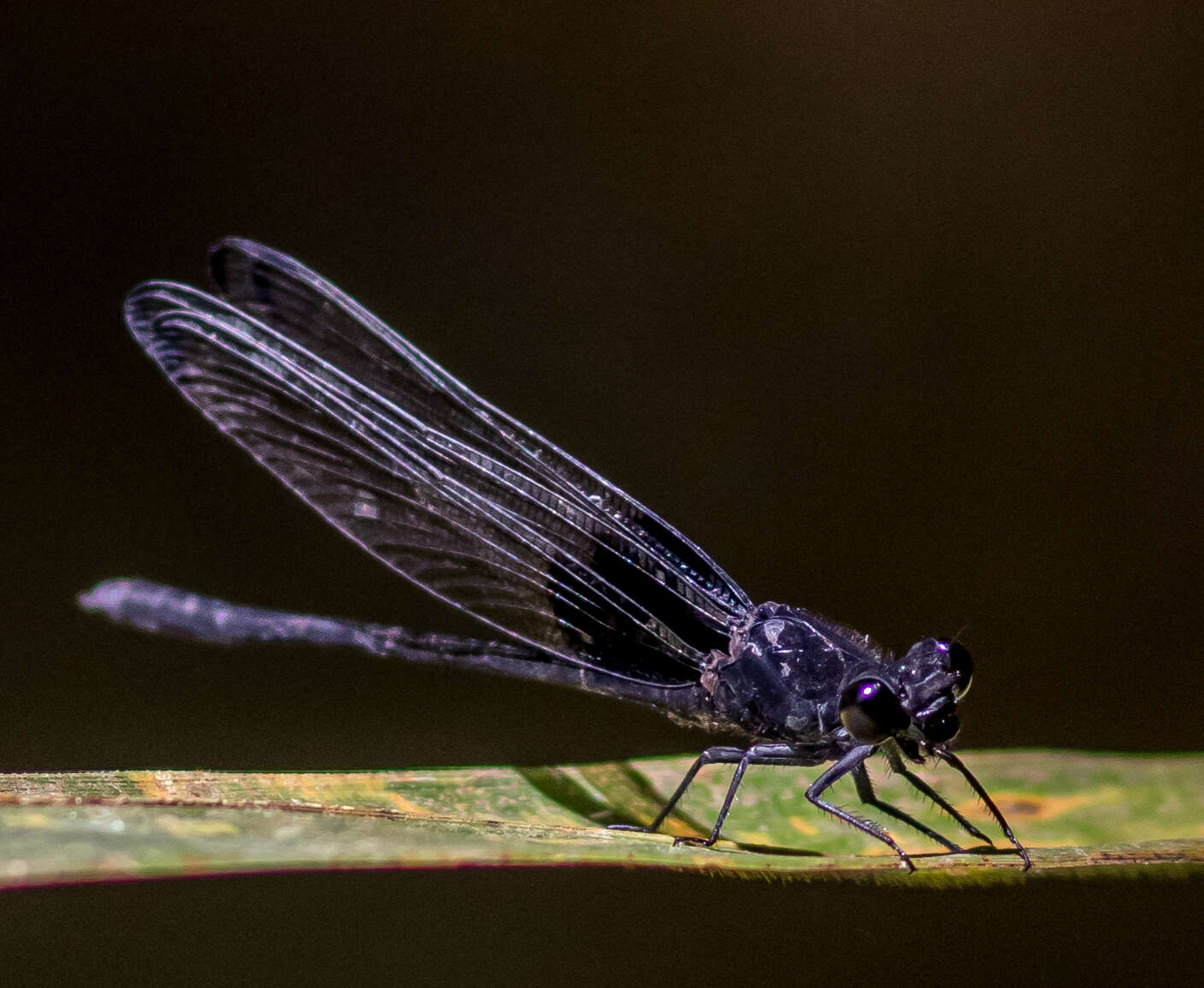 Image of Dysphaea vanida Hämäläinen, Dow & Stokvis 2015