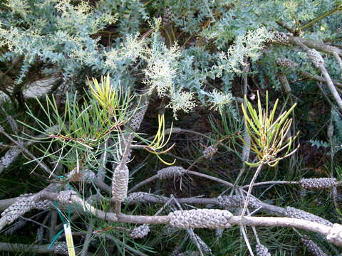 صورة Callistemon pinifolius (J. C. Wendl.) Sweet