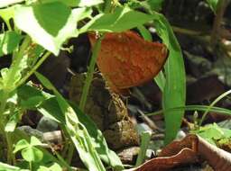 Image of Charaxes marmax Westwood 1848