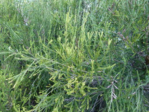 Image of swamp paperbark