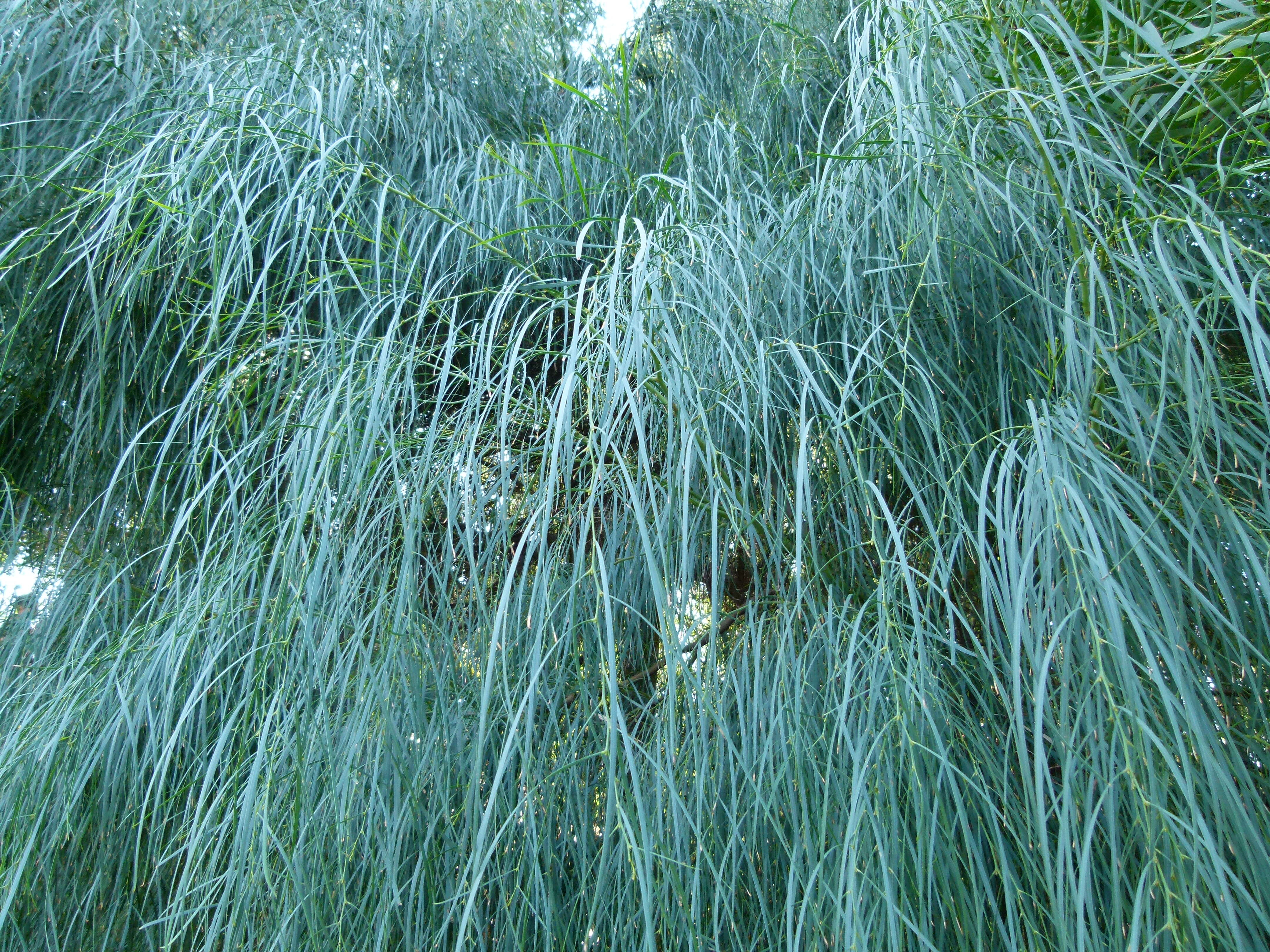 Image of orange wattle