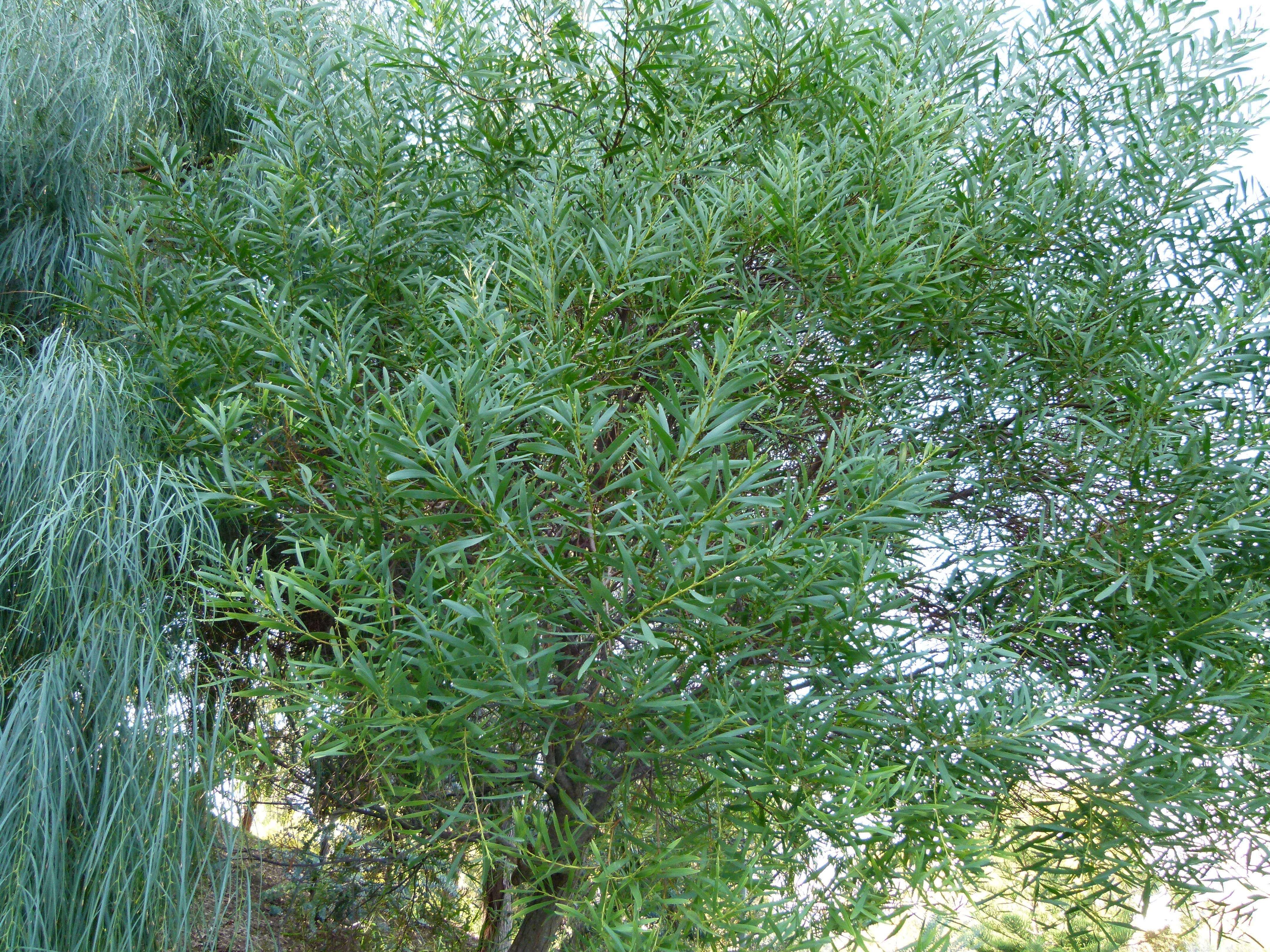 Imagem de Acacia longifolia (Andrews) Willd.