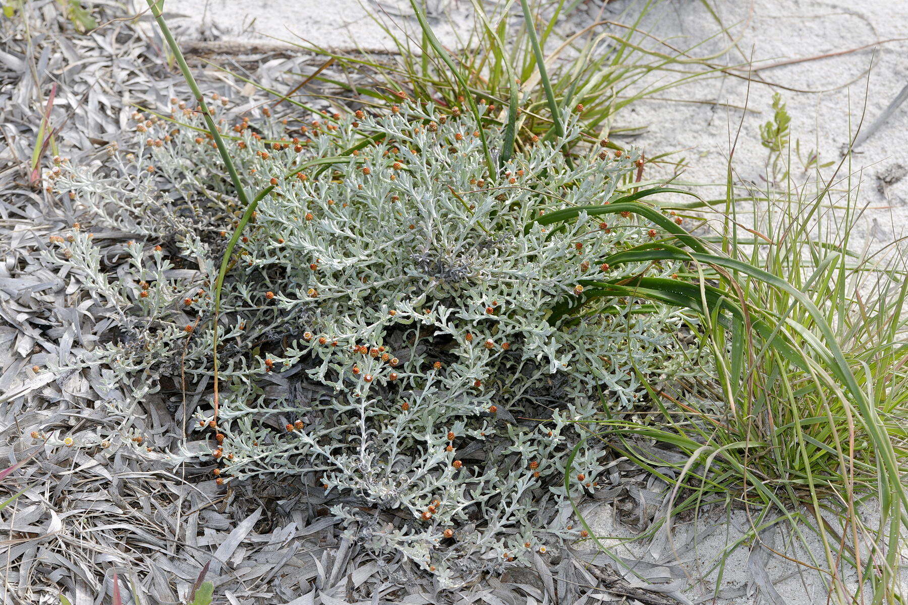 Image of Helichrysum cochleariforme DC.