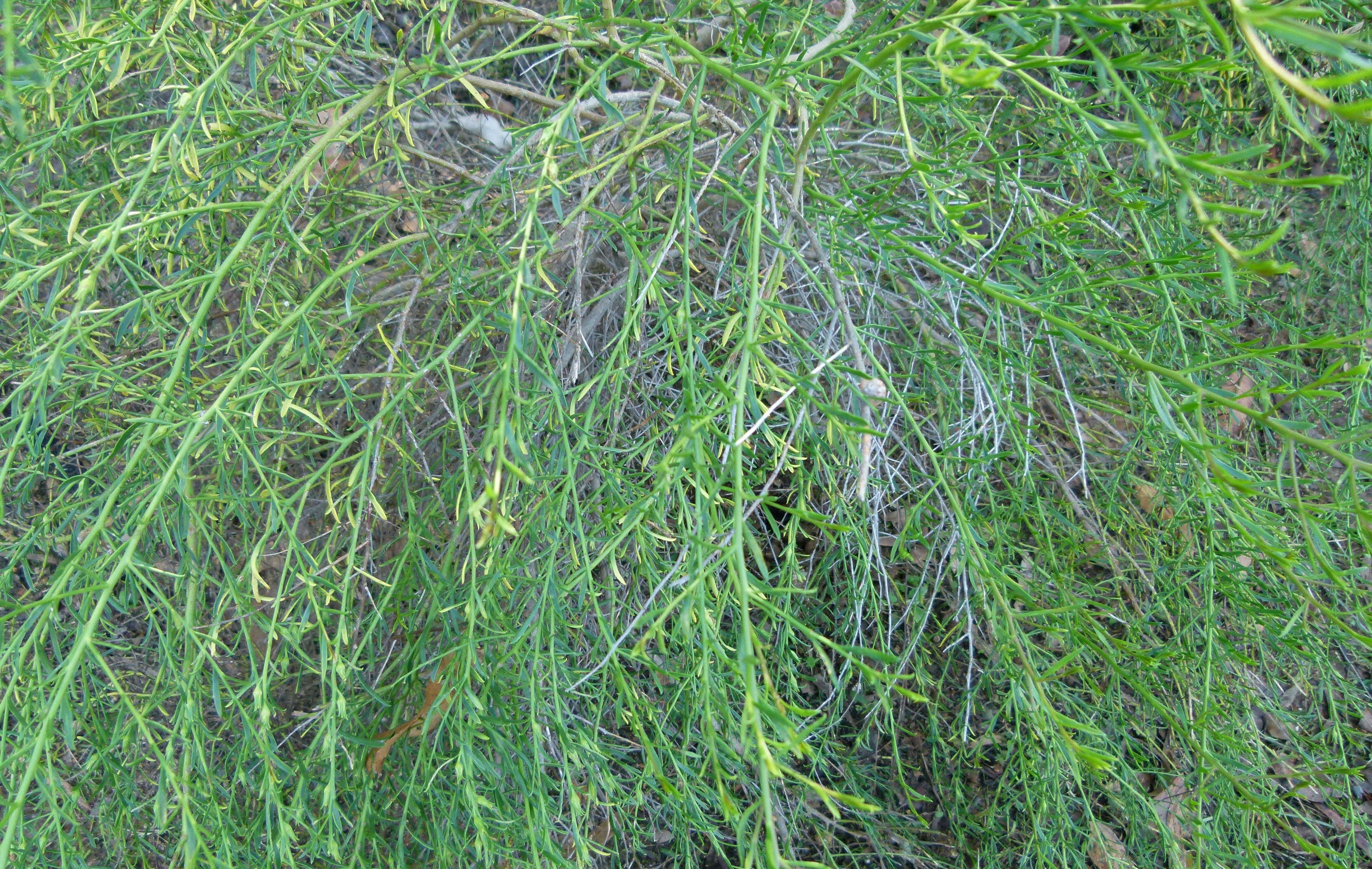 Image of Eremophila divaricata (F. Muell.) F. Muell.