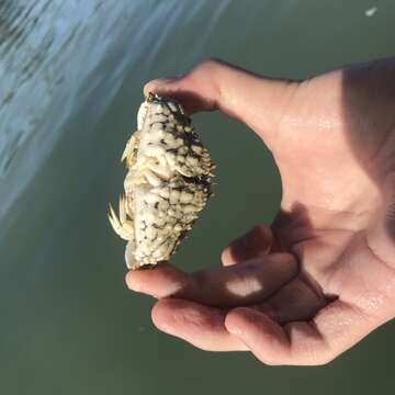 Image of smooth box crab