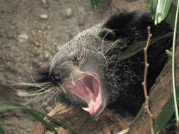 Image of Bearcats