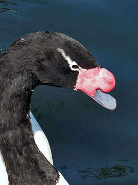 Image of Black-necked Swan