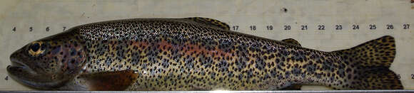 Image of Rainbow Trout