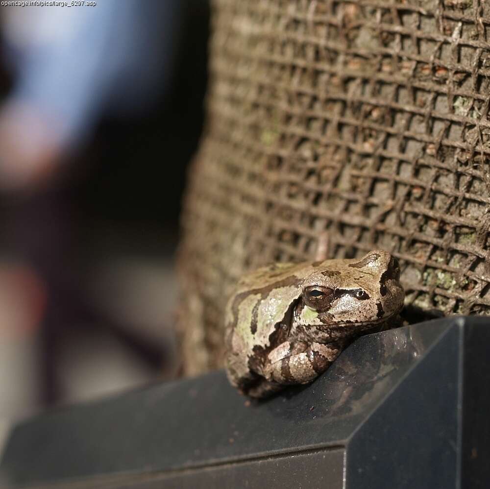 Image of Japanese Tree Frog