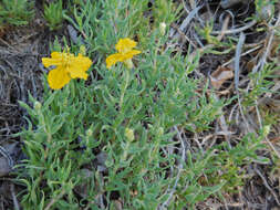 Image of Rocky Mountain zinnia