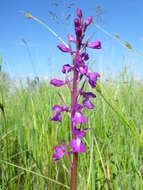 Image of Anacamptis palustris subsp. elegans (Heuff.) R. M. Bateman, Pridgeon & M. W. Chase