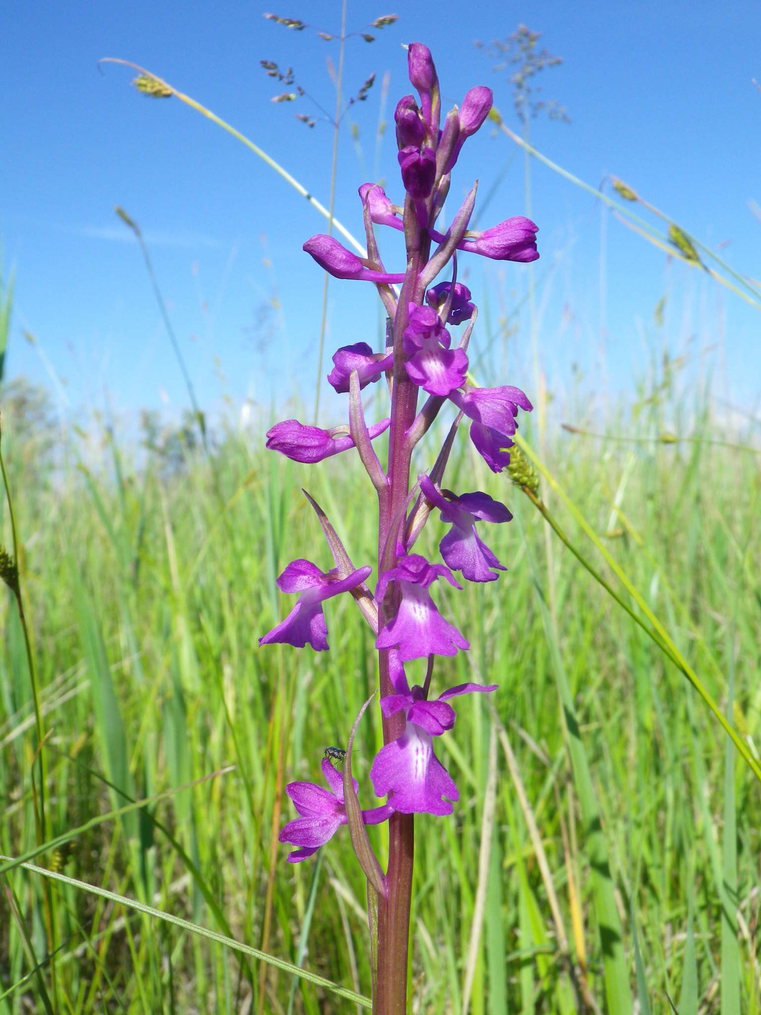 Image of Anacamptis palustris subsp. elegans (Heuff.) R. M. Bateman, Pridgeon & M. W. Chase